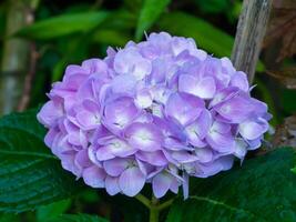 proche en haut hortensia fleur. photo