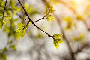 Nouveau feuilles sur branche photo