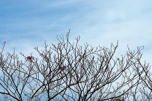 arbre trompette rose photo