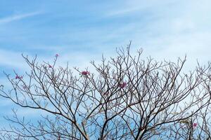 arbre trompette rose photo