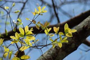 Nouveau feuilles sur branche photo