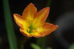 magnifique pluie lis fleur photo