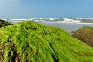 vert algues sur rochers photo