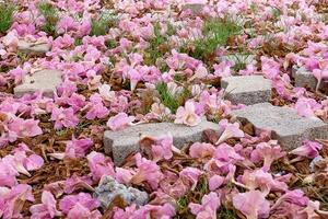 arbre trompette rose photo