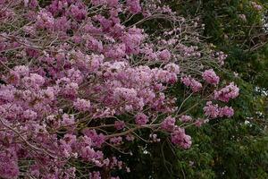 arbre trompette rose photo