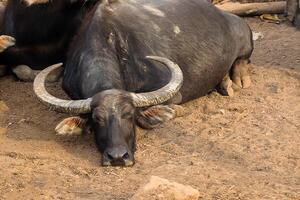 l'eau buffle sont dormant. photo