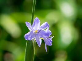 proche en haut violet fleur. photo