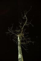 mort arbre avec étoile Contexte photo