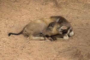 l'eau buffle sont dormant. photo