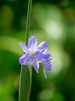 proche en haut violet fleur. photo