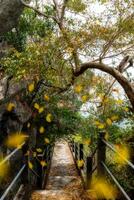 passerelle dans le jungle photo