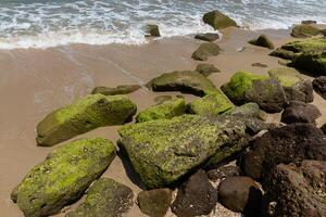 vert algues sur rochers photo