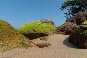 vert algues sur rochers photo