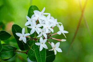 proche en haut de carissa carandas fleur. photo