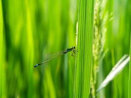 proche en haut de demoiselle photo