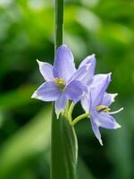 proche en haut violet fleur. photo