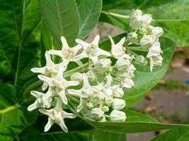 couronne fleur ou calotrope gigantea. photo