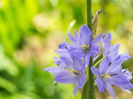 proche en haut violet fleur. photo