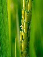 proche en haut de riz fleur. photo