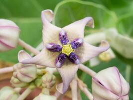 couronne fleur ou calotrope gigantea. photo