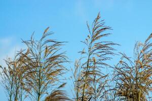 fleur herbe avec bleu ciel. photo