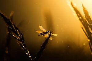 silhouette fleur herbe et libellule photo