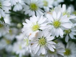 proche en haut chrysanthème fleur. photo