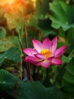 proche en haut rose lotus fleur. photo