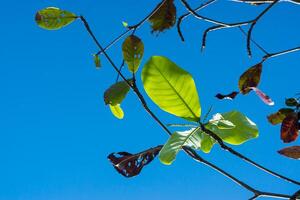 Nouveau feuilles sur branche. photo