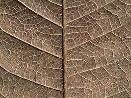 proche en haut texture de sec feuilles. photo