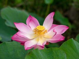 proche en haut rose lotus fleur. photo