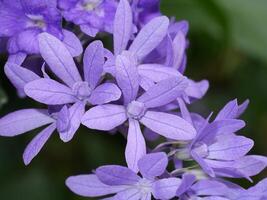 proche en haut de violet fleur Contexte. photo