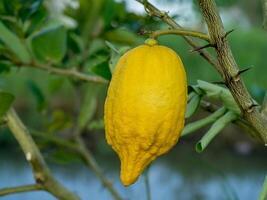 citron sur arbre. photo