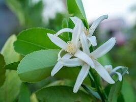 proche en haut citron fleur photo