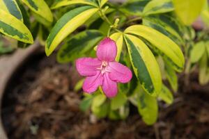 Ravenne rose fleur. photo