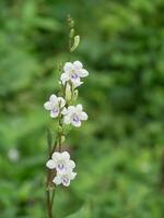 ganges primevère fleur photo