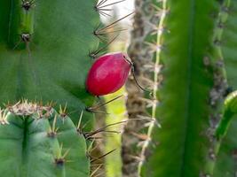 proche en haut de cereus tétragone plante. photo