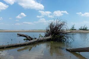 mort arbre sur le plage. photo