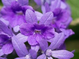 proche en haut de violet fleur Contexte. photo