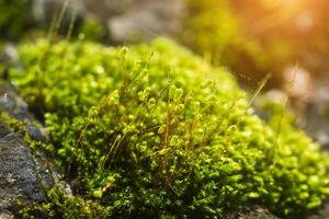 proche en haut de vert mousse sur Roche photo