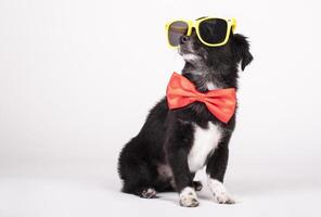 noir chien avec Jaune des lunettes de soleil et rouge arc attacher sur une blanc Contexte photo