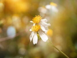 proche en haut de biden pilosa fleur. photo