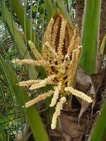 proche en haut de noix de coco fleur. photo