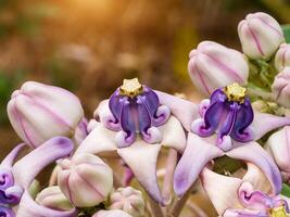 couronne fleur ou calotrope gigantea. photo