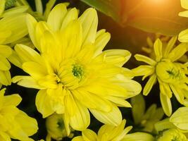 proche en haut chrysanthème fleur. photo