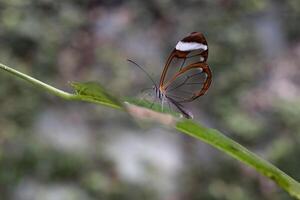 transparent ailé papillon sur une feuille dans une forêt photo