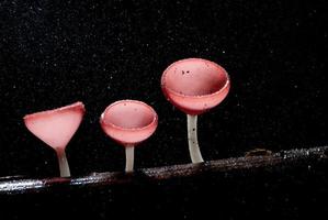 beau champignon champagne rose dans la forêt tropicale photo