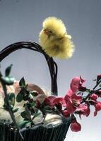 une panier avec une oiseau séance sur Haut de il photo