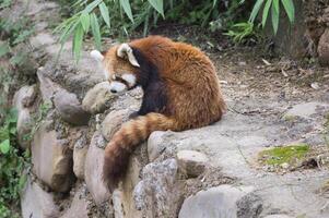 rouge Panda, ailurus fulgens, sichuan province, Chine photo