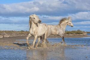 camargue les chevaux étalons combat dans le eau, bouches du Rhône, France photo